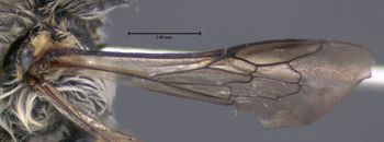 Media type: image;   Entomology 610798 Aspect: front wing